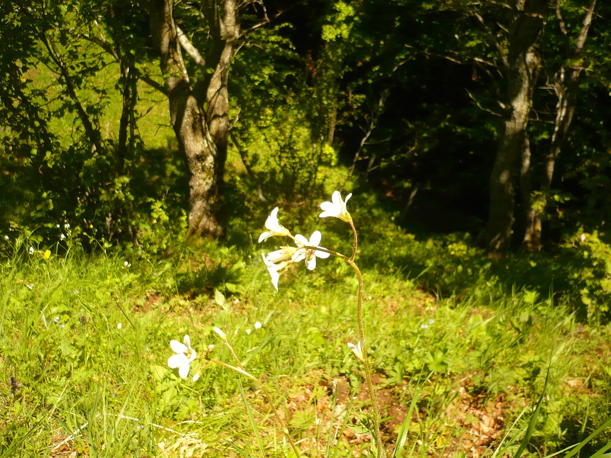 Saxifraga granulata (Saxifragaceae)